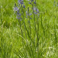 Camassia